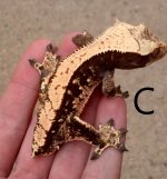 Gecko C 001.jpg