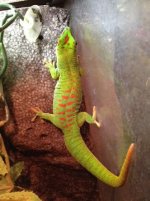 maledaygecko2.jpg