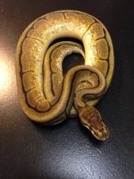 Spider genetic stripe dominant and a recessive. Great male 300+ grams $250 shipped only this wee.jpg