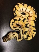 2014 Bumblebee female $200 shipped, this weekend only!.jpg
