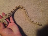 Conda het Albino.jpg