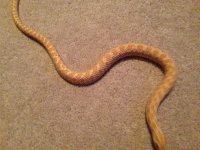 Breeder Albino.jpg