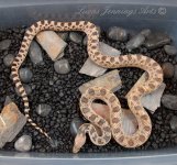 motley-het.jpg