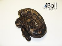 Leopard_Male1_271grams.jpg