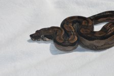 DSC_0334.jpg