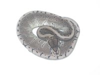 Female Axanthic Pin.jpg