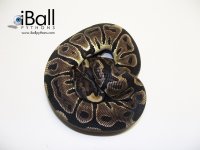 Leopard_Female_2_267grams.jpg