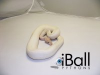 ivory_fem.jpg