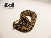 YB_Female_181grams.jpg