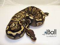Mystic_Yellowbelly_Female_554grams.jpg