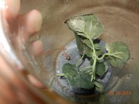 ALL geckos 02-26-14 015.jpg