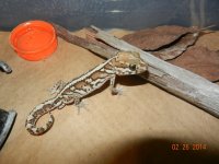 ALL geckos 02-26-14 026.jpg