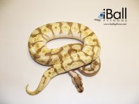 Enchi_Lesser_Spider_Male_379.jpg