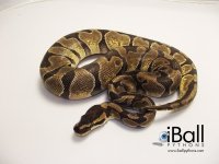 Enchi_Female_511grams.jpg