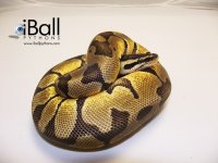 Enchi_Pastel_Female_382grams.jpg