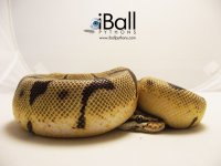 Bumblebee_Female1_268grams.jpg