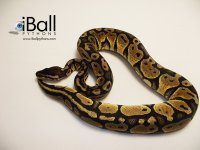 Pastel_Female_327grams.jpg