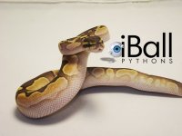 calico_lesser_fem.jpg
