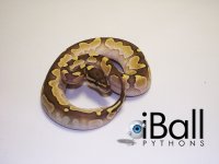 calico_lesser_fem_b.jpg