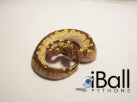 calico_lesser_fem_c.jpg