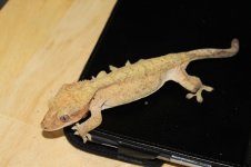 IMG_2694.jpg