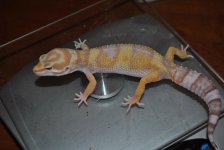 DSC_0070.jpg