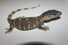 Baby Black Throat Monitor.jpg