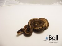 Pinstripe_Female_96grams.jpg