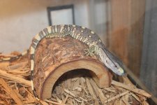 Black Throat Monitor.jpg