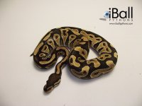 Phantom_Male_275grams.jpg
