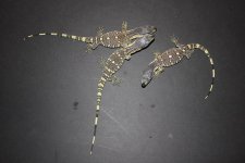 Baby Black Throat Monitors.jpg