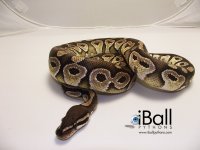 Mojave_Het_Ghost_Male_548grams.jpg