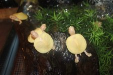 Albino RES.jpg