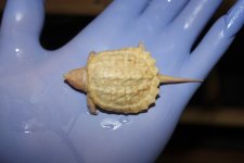 Albino Common Snapper.jpg