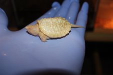 Albino Common Snapper1.jpg