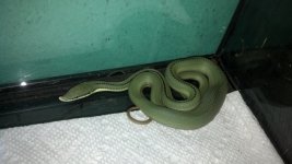 green baby b.jpg