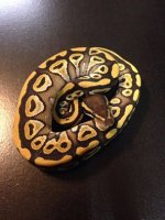 2014 Mojave female ball python $135 f #1.jpg