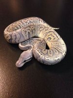 2014 Hypo Pewter male ball python $550.jpg