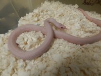 Plains Iowa snow female for sale 2014 2.jpg