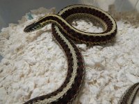 Red Sided Double het snow female for sale 2014 2.jpg