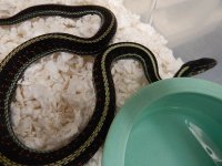 Puget, red phase adult female for sale 2014.jpg