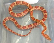 female #3.jpg