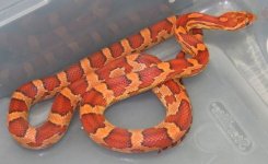 female #4.jpg