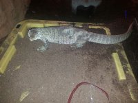 FlaviFemale1.jpg