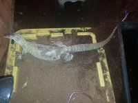 FlaviFemale2.jpg