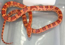 female #5.jpg