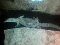 FlaviFemale3.jpg