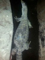 FlaviFemale4.jpg