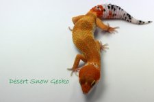 IMG_1895.jpg