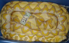 virtual tour big snakes 001 modified.jpg